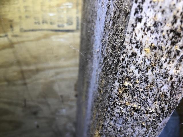 Mold is present long before it "grows" big enough to be seen by the naked eye. The invisible parts of the mold fungi are carried through the air like tiny dandelion seeds, landing on the surface of many potential food sources.