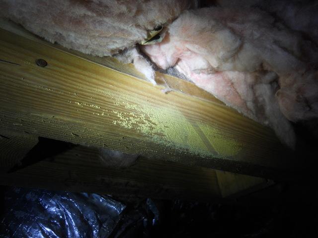 Moldy Support Beams in Owensboro, KY