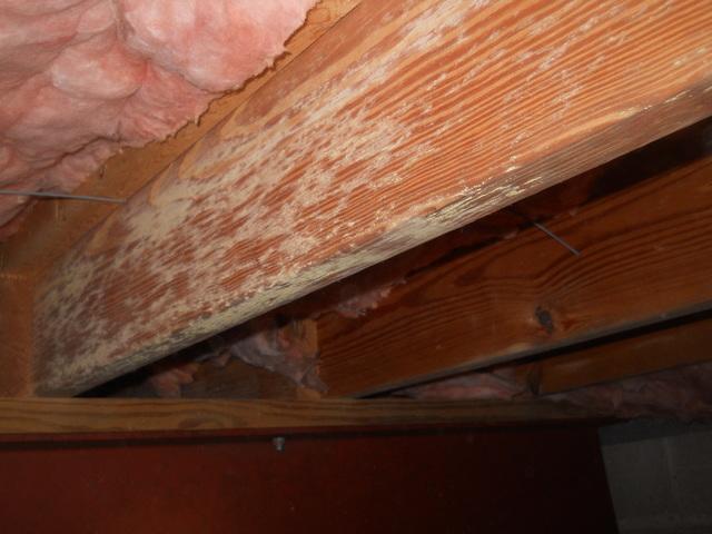 Mold in Owensboro, KY Crawl Space