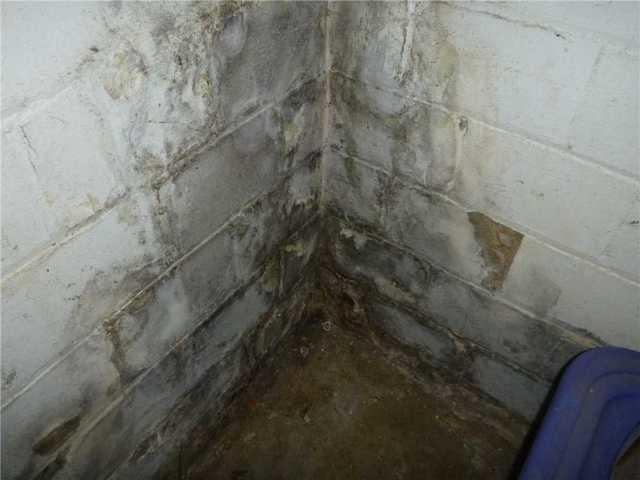 Moisture Causes the Growth of Mold