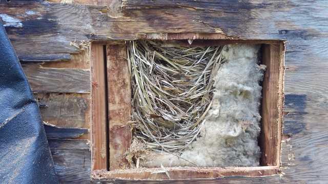 Cowleys Pest Services Bird Control Services Photo Album Birds Nesting Under Sea Girt Nj Windowsill