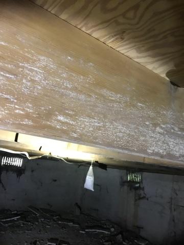 Mold on Wood Beams