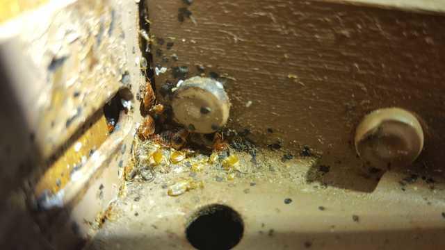 Pests We Treat - Bed Bugs Treated in South Plainfield, NJ Apartment ...