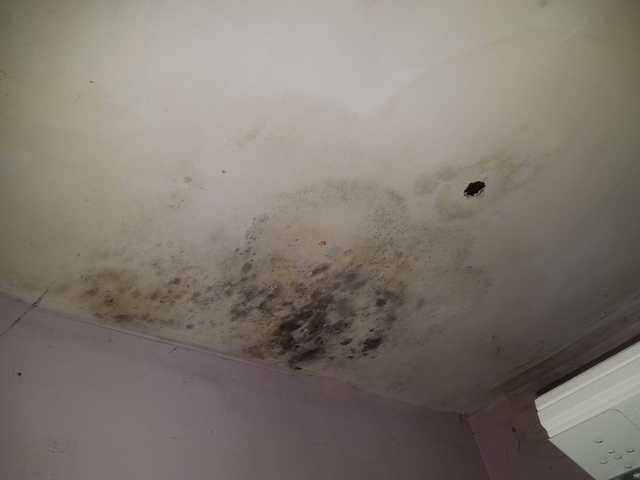 As you can see, the sheetrock is soaked and full of mold.