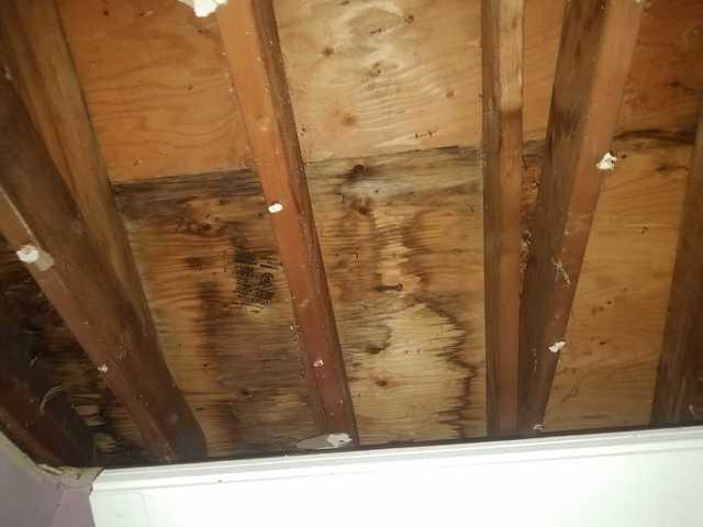 We treated the entire space with our two applications. We first applied an EPA-registered antimicrobial called MAPS 1 that attacks mold on a cellular level and immediately kills it. Next, we used our mold stain remover and scrubbed away all the mold growth throughout the area.