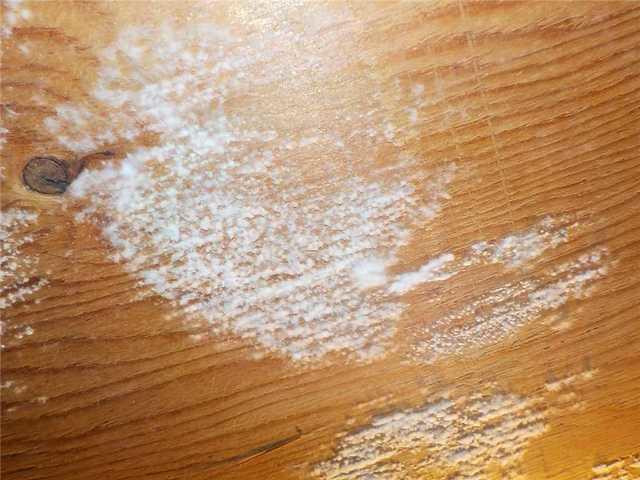 Mold Ingrained in Wood