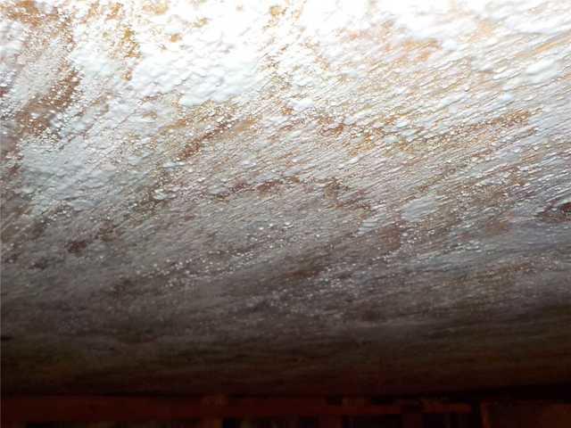 Mold-Riddled Ceiling Boards