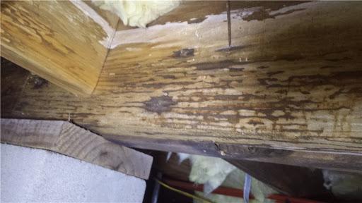 Excess moisture and microbial growth