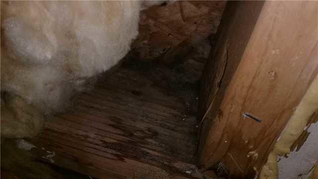 Basement Mold in Holt, MI