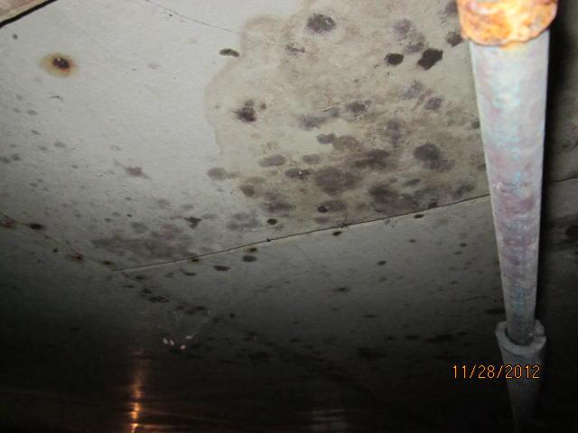 Moldy Crawlspace in Pomfret, CT