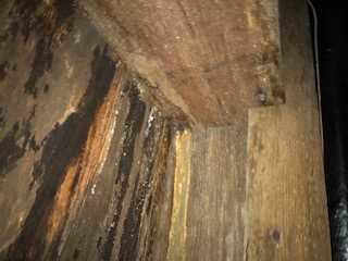 High humidity and moisture also causes mold and rot