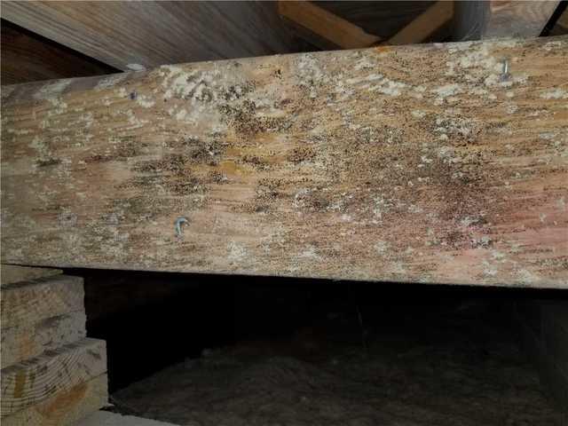 Microbial growth is common in humid crawl spaces