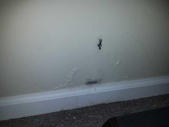 Mold on the Wall.