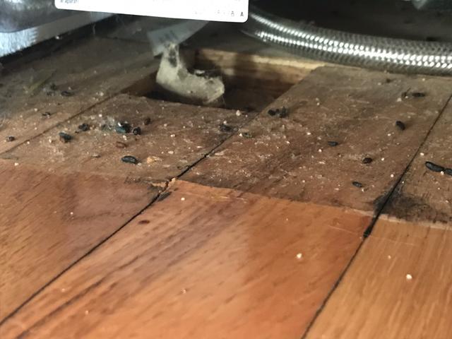 Cowleys Pest Services Pests We Treat Photo Album Mice Find Multiple Entries Into Ocean Township Nj Home