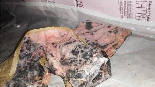 Oh my Gosh, There's Mold!