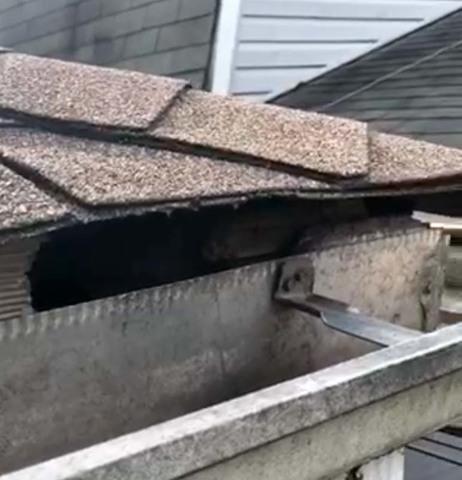 Cowleys Pest Services Wildlife Removal Photo Album Squirrels Exploit Weakness In Asbury Park Nj