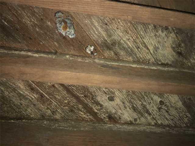 Moisture underneath the home caused mold to grow on the subfloor and joists.