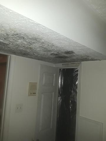 Mold in a room with a Crawl Space entrance in Fairfax, VA