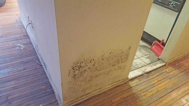 Left untreated, mold will continue to spread with airborne mold spores attaching elsewhere forming new colonies. In this home, there was already mold growth all along the hallway walls.