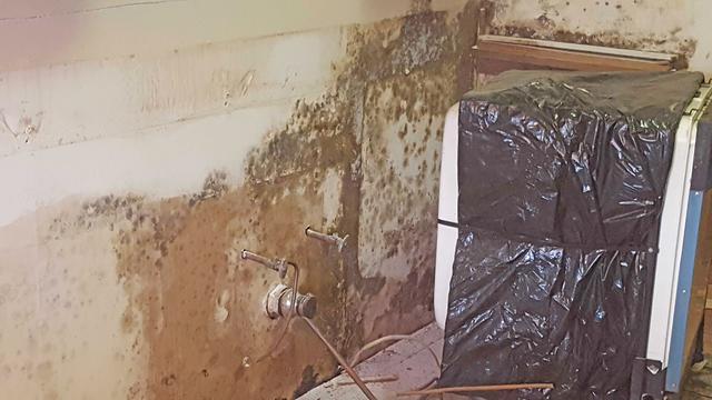 Mold is a living, breathing fungus that multiplies and will continue to spread as long as the conditions in the home remain conducive to mold growth. Extreme care is needed to remove the mold so that the mold spores don't become dislodged and reattach elsewhere.