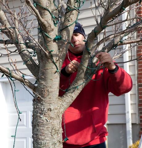 Holiday Tree Lighting