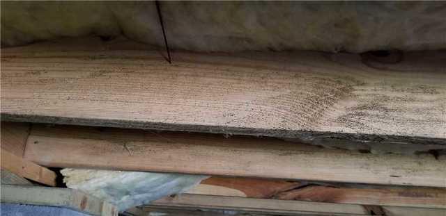 Moisture + Organic Material (Wood) = Mold