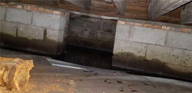 Mold was growing on the subfloor.