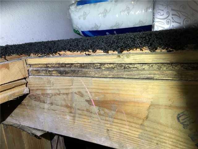 Black mold