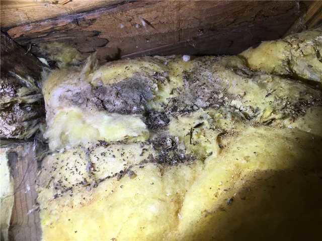 Mold in crawlspace