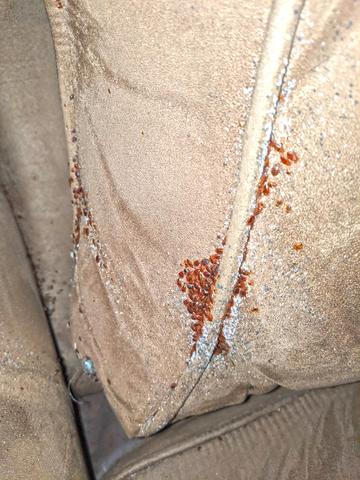 Cowleys Pest Services Pests We Treat Photo Album Massive Bed Bug Infestation In Howell Nj