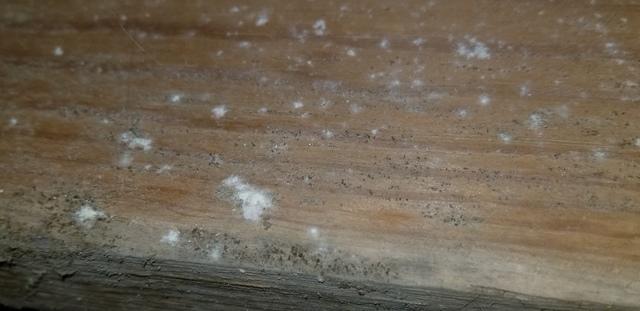 Mold on Wood Beams!