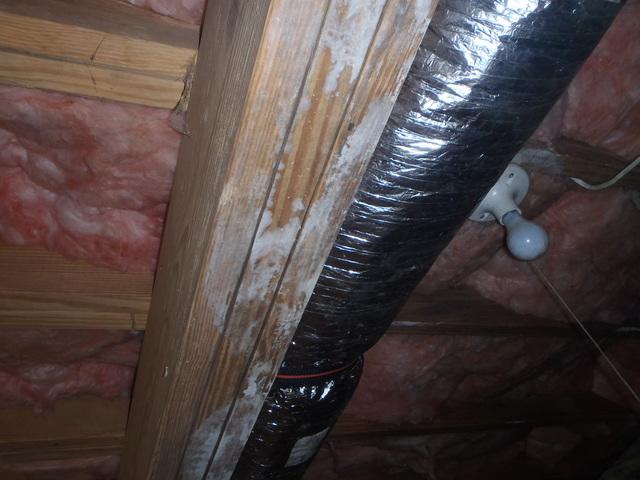 Moldy Wood Beams