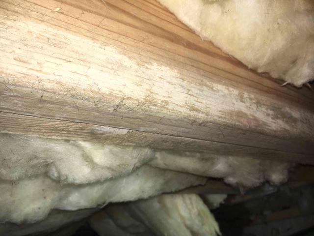 Mold growing on joists