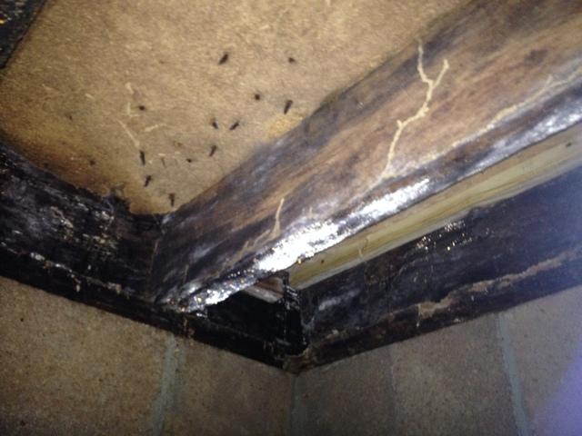 Moldy Wood
