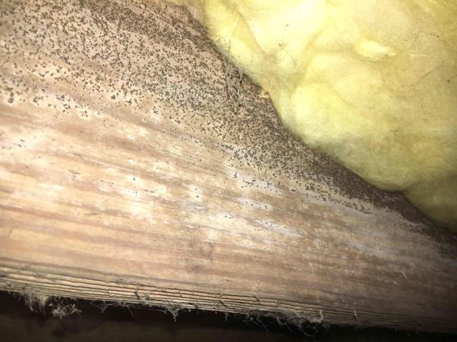 Mold needs warm temperatures, high relative humidity and organic material to grow. In our area, crawl spaces create the perfect environment for this. When wood moisture reaches 19% the opportunity for wood rot occurs.