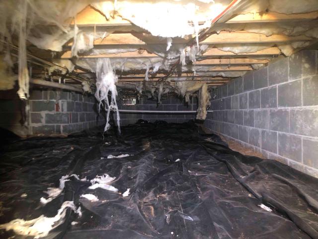Mold - Before Crawl Space Encapsulation