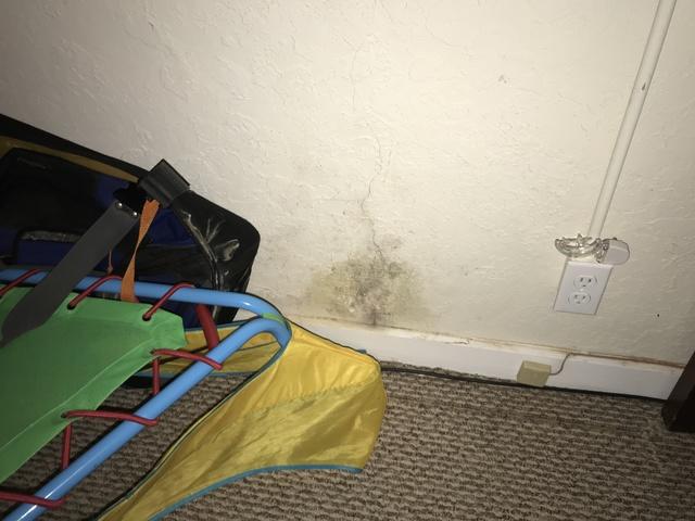 Mold Growing