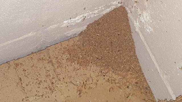 Cowleys Pest Services Pests We Treat Photo Album Cowleys Pest Services Pests We Treat Photo Album