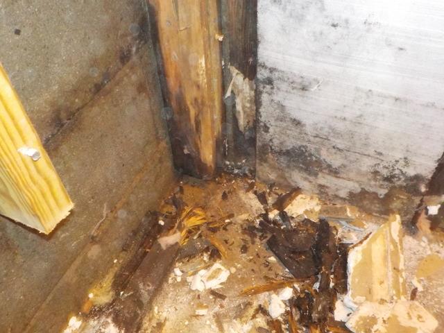 Dry Rot/ Mold