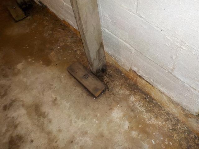 Moldy and Rotten Wood