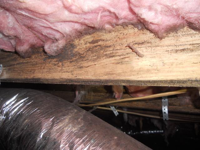 Moisture Filled Dirty Insulation
