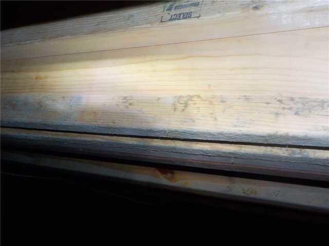 Mold on Support Beams