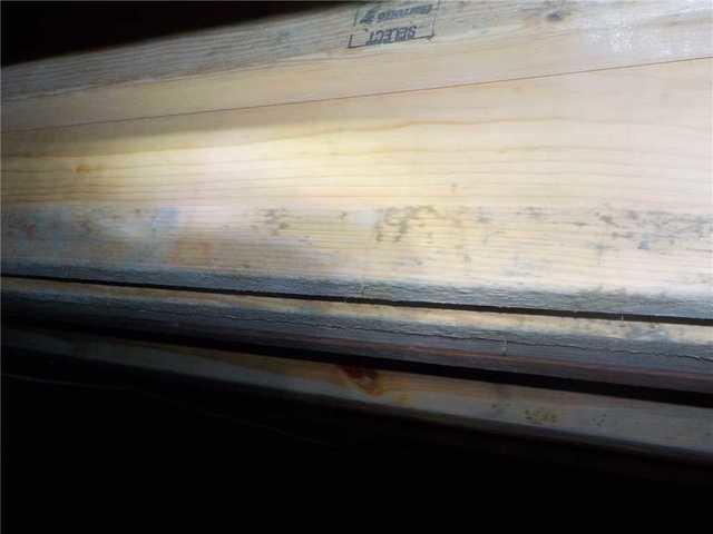 By the time you can see mold, you're seeing colonies of millions of spores. Over time, mold can eat through beams like this, threatening the structural integrity of the home.