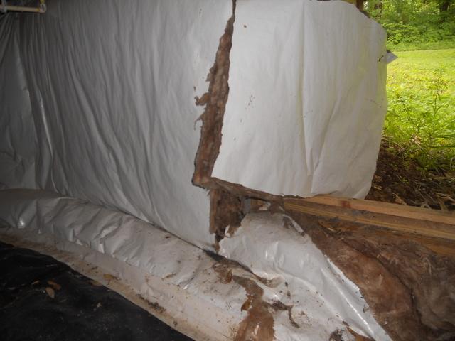 Moldy Insulation