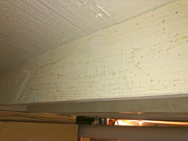 Mold on the Rafters