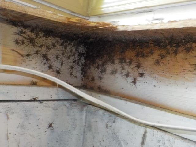 Unexpected Visitors -Clarksville