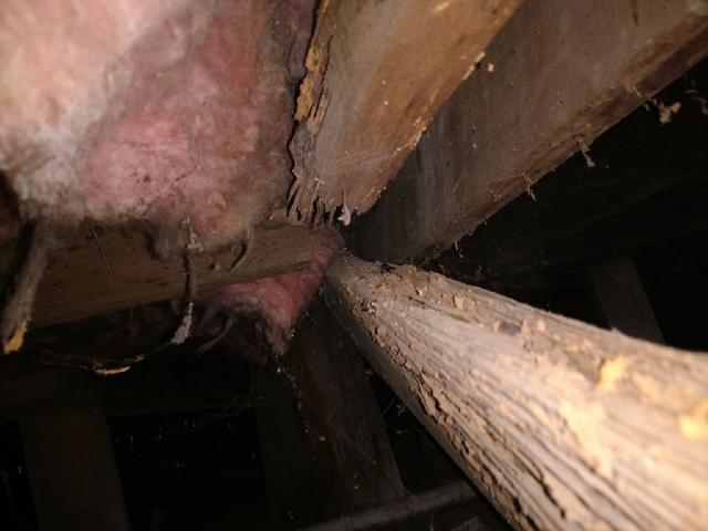 Woodrot in the Crawlspace