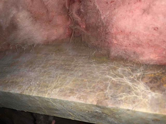 Mold on Crawl Space Joists
