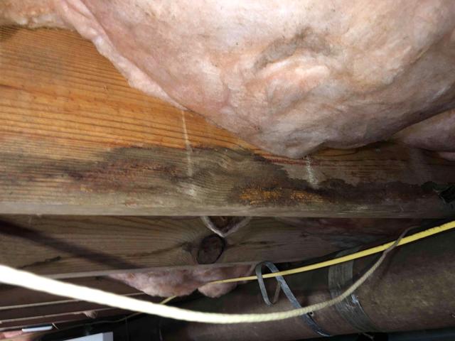 Mold on Crawl Space Joists