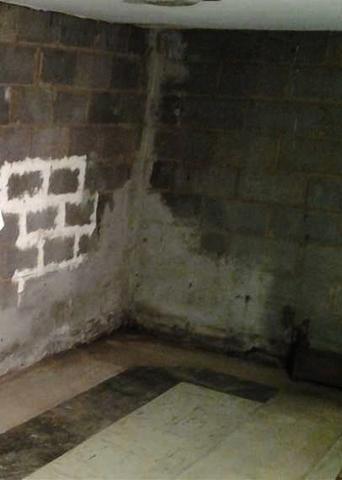 Mold Issues Plague Basment